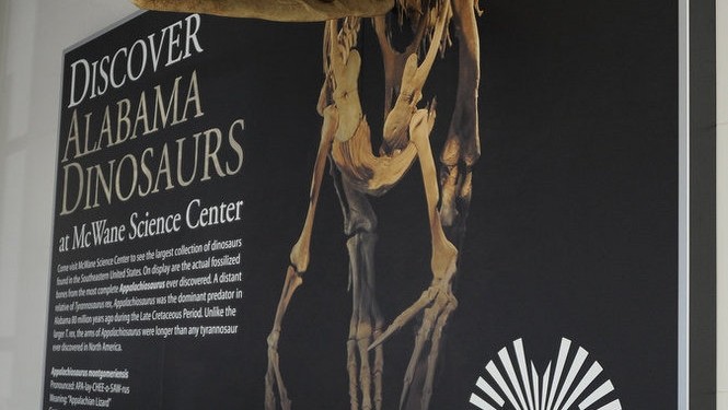 Dinosaur Display